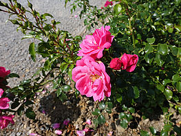 Bodendeckerrose 'Heidetraum' ® ADR-Rose